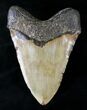 Huge Megalodon Tooth - North Carolina #20790-2